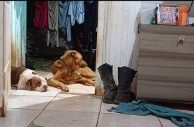 Cachorra Jady e Thel desapareceu no bairro Cascavel Velho Cachorra Jady e Thel desapareceu no bairro Cascavel Velho