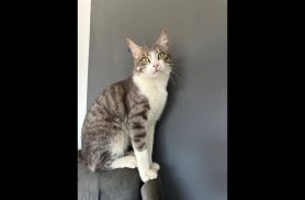 Gato Nenê desapareceu no bairro Jardim Veneza Gato Nenê desapareceu no bairro Jardim Veneza