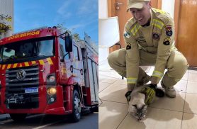 Bombeiros resgatam gato que caiu em duto de ventilação de prédio no Centro de Cascavel