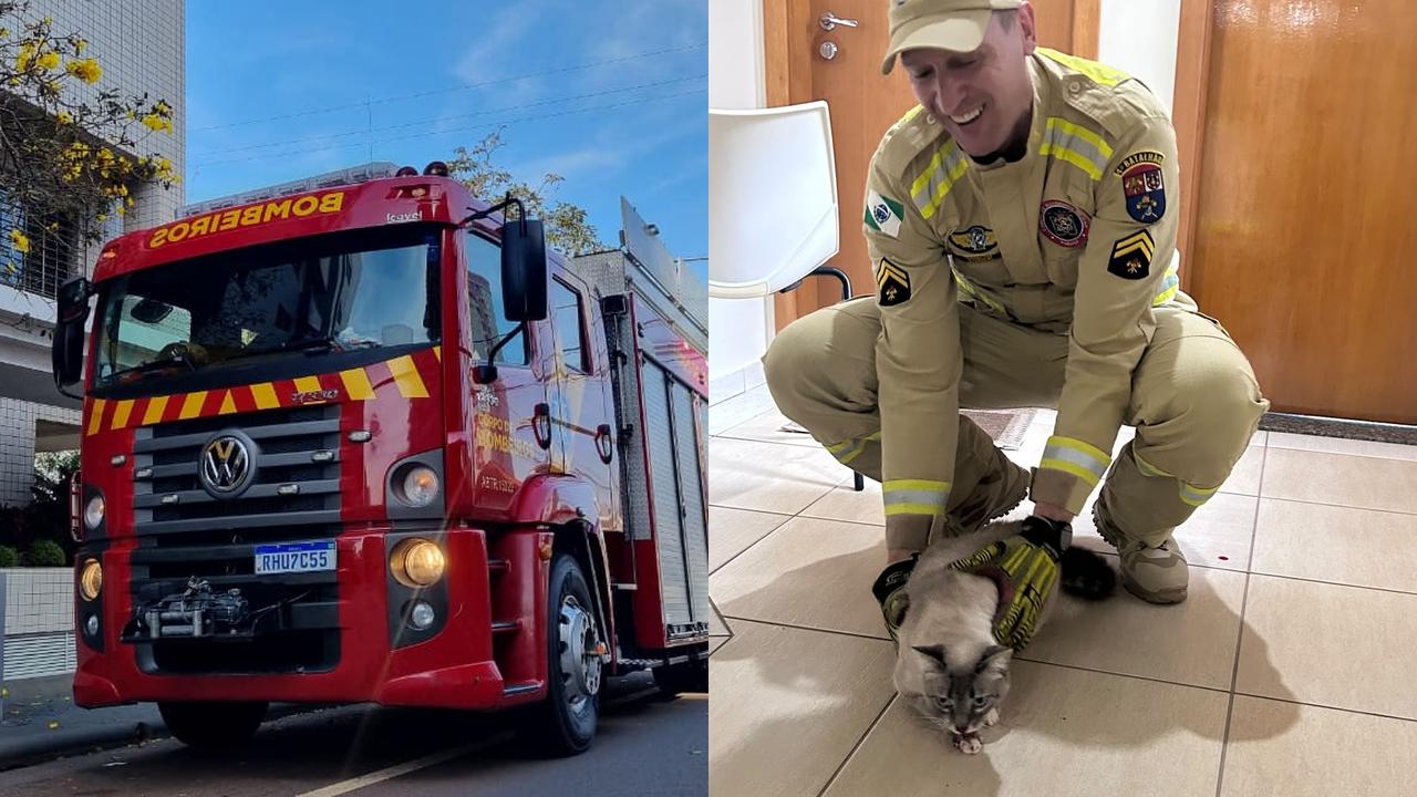 Bombeiros resgatam gato que caiu em duto de ventilação de prédio no Centro de Cascavel