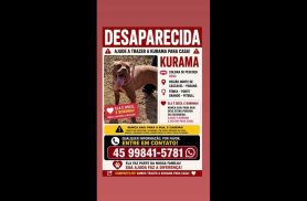 Cachorra Kurama desapareceu no bairro Morumbi Cachorra Kurama desapareceu no bairro Morumbi