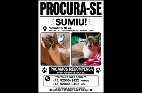 Gato Dinho desapareceu no bairro Neva Gato Dinho desapareceu no bairro Neva