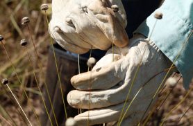 Pesquisadores encontram plantas consideradas extintas há 30 anos