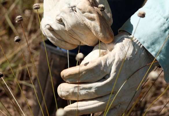 Pesquisadores encontram plantas consideradas extintas há 30 anos