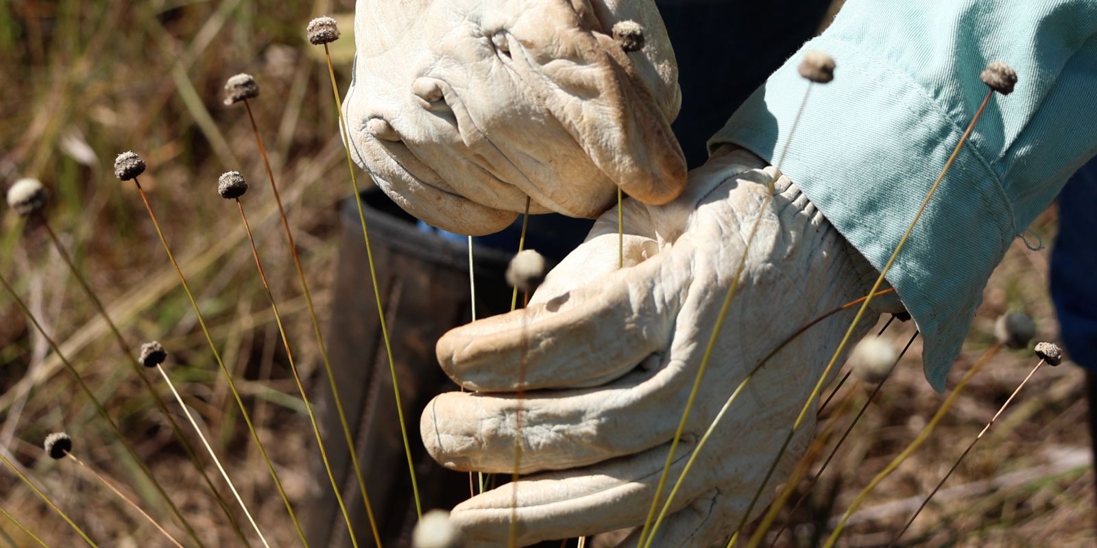 Imagem referente a Pesquisadores encontram plantas consideradas extintas há 30 anos