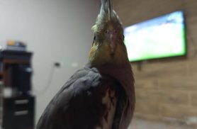 Calopsita Nick, responde por "Piu" desapareceu no bairro Santa Cruz