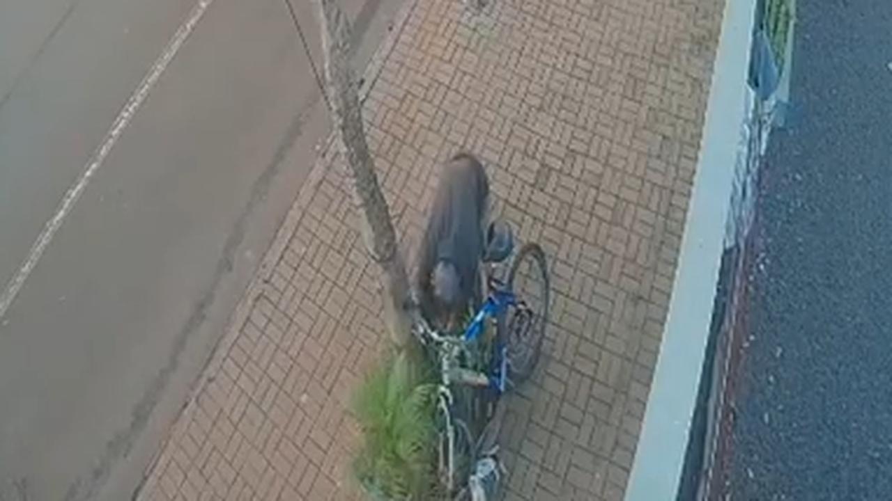 Nem vaso de flor escapa: Homem é flagrado em furto inusitado no Santa Cruz