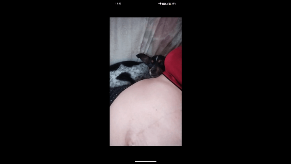 Cachorra Bolinha desapareceu no bairro Maria Luiza Imagem referente a Cachorra Bolinha desapareceu no bairro Maria Luiza