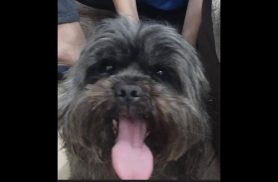Cachorro Leon desapareceu no bairro Pioneiros Catarinenses