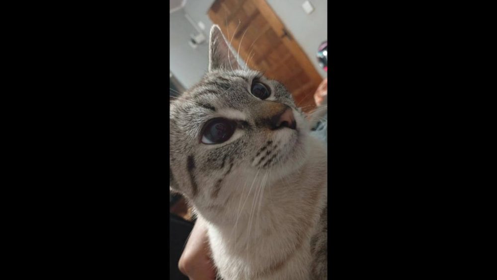 Gata Rubi desapareceu no bairro Brasmadeira Imagem referente a Gata Rubi desapareceu no bairro Brasmadeira