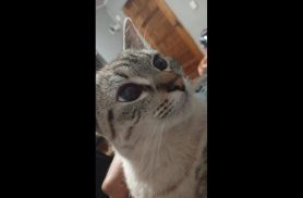 Gata Rubi desapareceu no bairro Brasmadeira