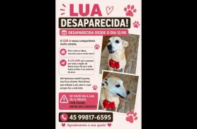 Cachorra Lua desapareceu no bairro Maria Luiza