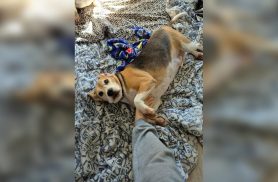 Cachorro Pepe precisa de doadores de sangue; saiba como ajudar