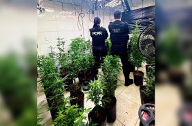 Polícia Civil apreende 186 plantas e 1,7 kg de maconha em laboratório clandestino