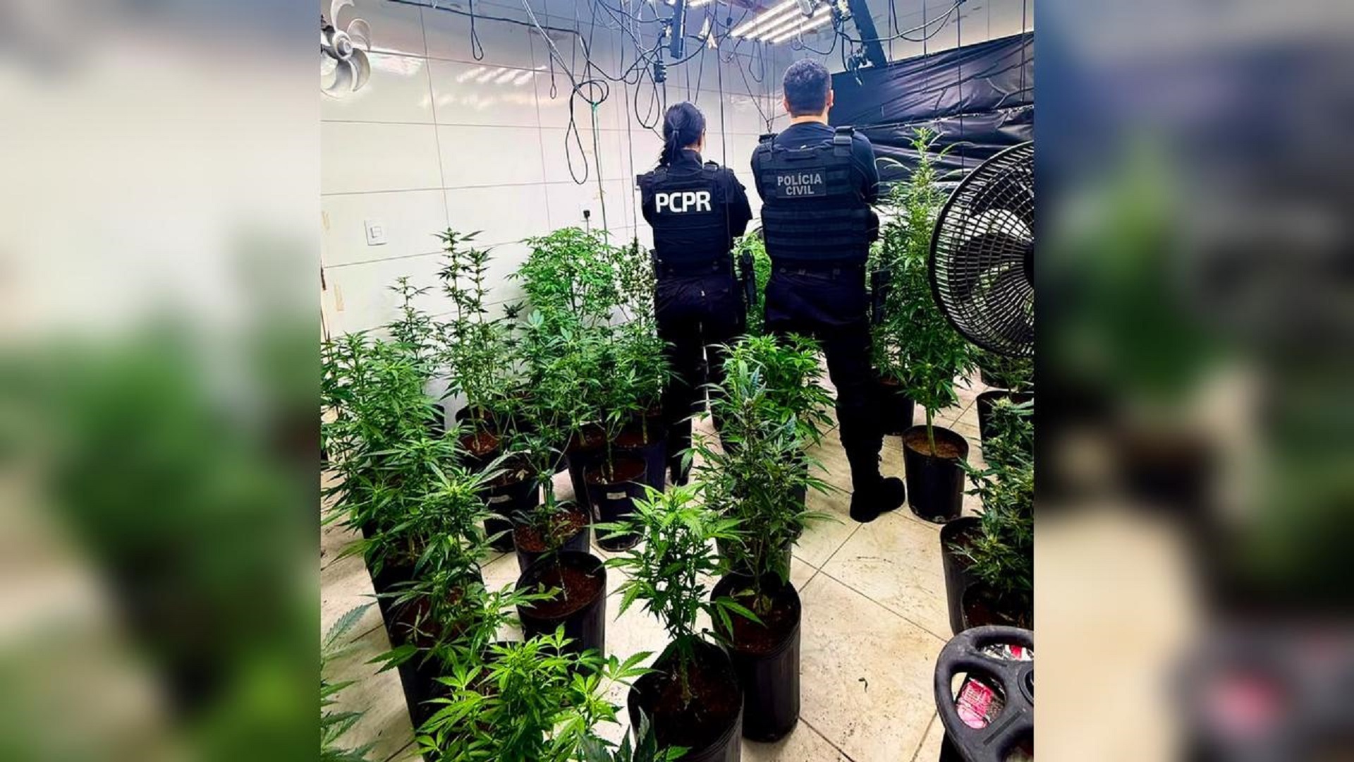 Polícia Civil apreende 186 plantas e 1,7 kg de maconha em laboratório clandestino