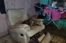 Pitbulls atacam cachorro e assustam moradores nas proximidades do HU
