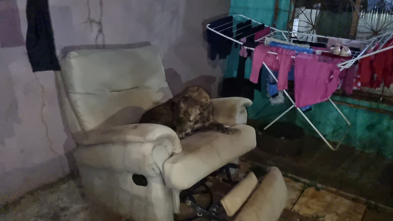 Pitbulls atacam cachorro e assustam moradores nas proximidades do HU