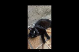 Gata Fioninha desapareceu no bairro Cancelli