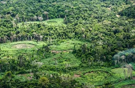 Amazônia: indígenas catalogam espécies para proteger biodiversidade