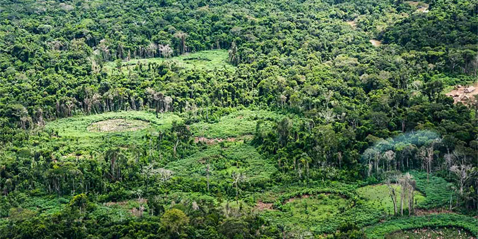 Imagem referente a Amazônia: indígenas catalogam espécies para proteger biodiversidade