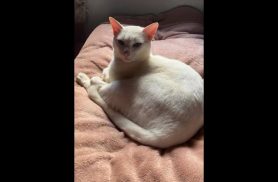 Gato Tom desapareceu no bairro São Cristóvão