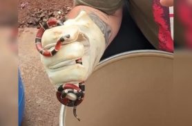 Cobra Coral-verdadeira é resgatada em escola de Toledo e devolvida à natureza