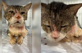 Hemocentrovet está sem bolsas de sangue e faz apelo urgente para salvar gato Bernardinho