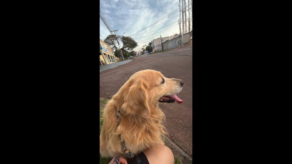 Cachorro Beethoven desapareceu no bairro Claudete Imagem referente a Cachorro Beethoven desapareceu no bairro Claudete