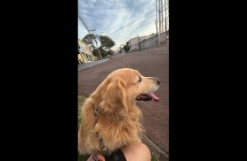 Cachorro Beethoven desapareceu no bairro Claudete Cachorro Beethoven desapareceu no bairro Claudete