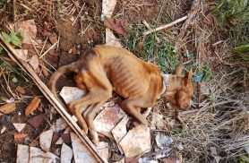 Investigado por maus-tratos a cães é preso pela Polícia Civil em Toledo