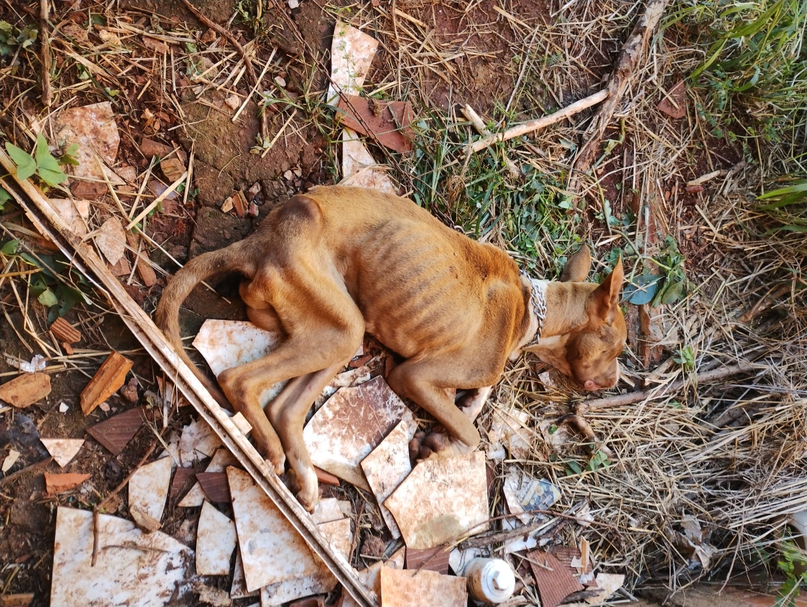 Investigado por maus-tratos a cães é preso pela Polícia Civil em Toledo