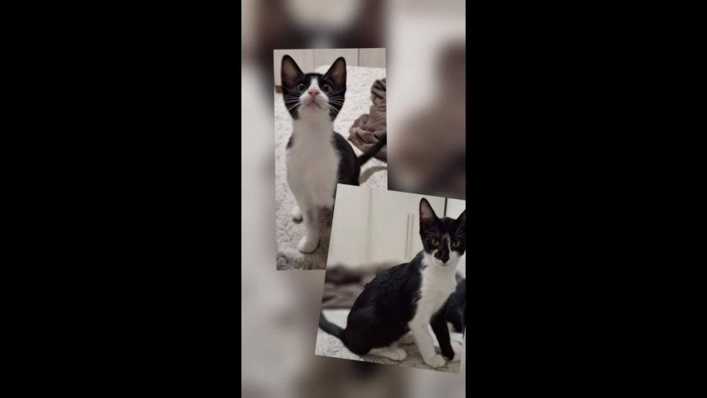 Gatinhos desapareceram no bairro Canadá Imagem referente a Gatinhos desapareceram no bairro Canadá