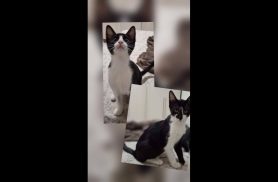 Gatinhos desapareceram no bairro Canadá