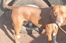 Cachorra Amora (Pitbull) desapareceu no bairro Universitário