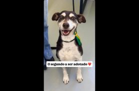 Cachorro Duque desapareceu no bairro Interlagos