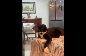 Gato Negão desapareceu no bairro São Cristóvão