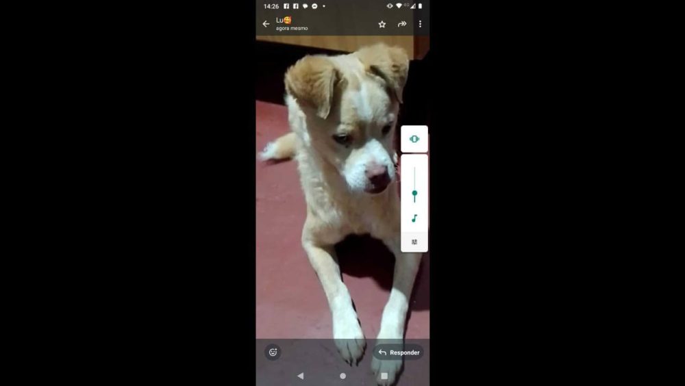 Cachorro Pituca desapareceu no bairro Santos Dumont Imagem referente a Cachorro Pituca desapareceu no bairro Santos Dumont