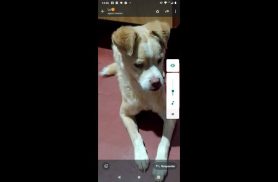 Cachorro Pituca desapareceu no bairro Santos Dumont