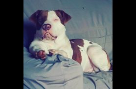 Cachorra Jady desapareceu no bairro Cascavel Velho