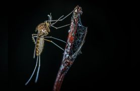 Dia Mundial Contra os Mosquitos lembra que o perigo pode caber numa gota d’água