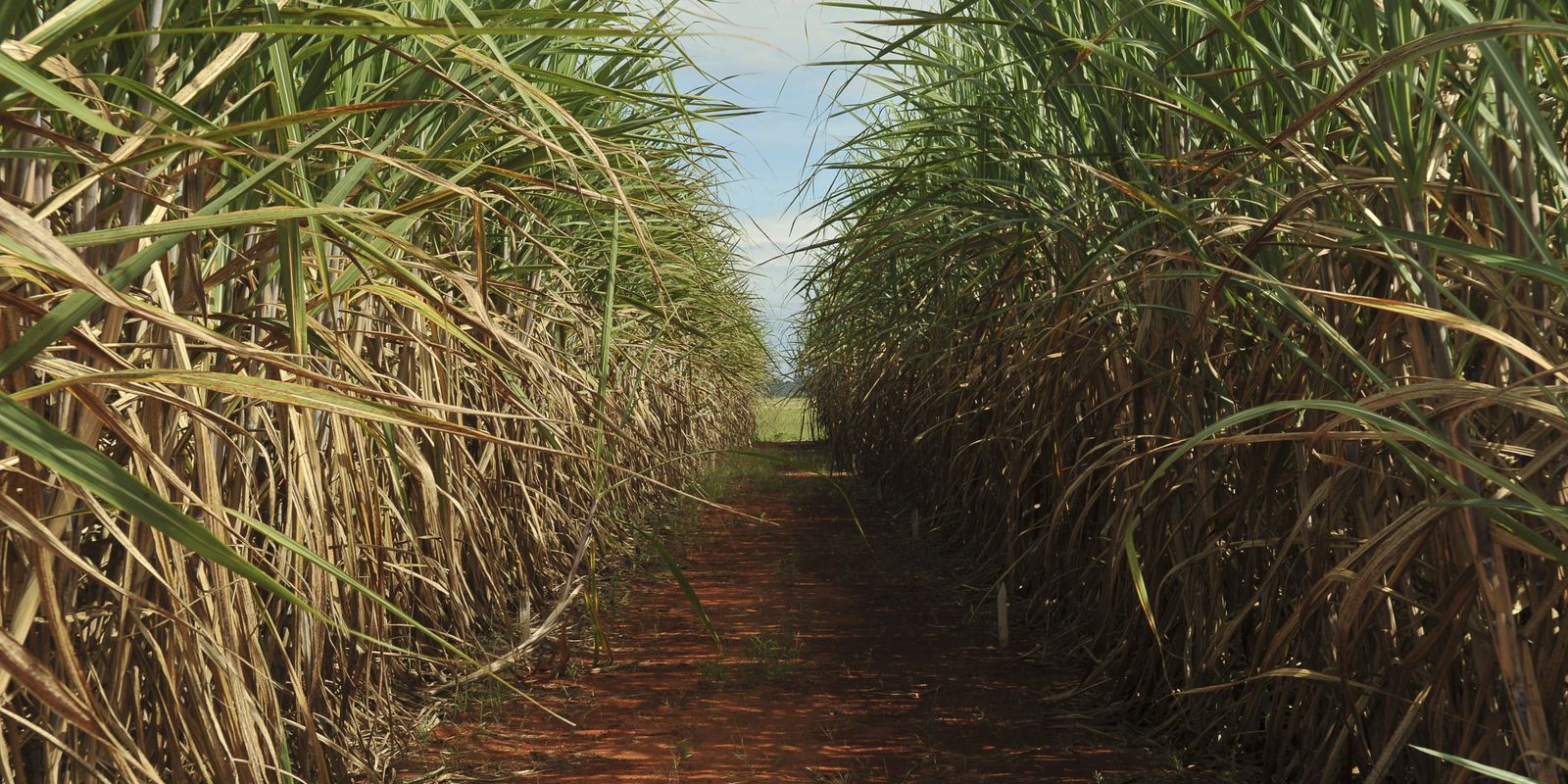 Imagem referente a Safra de cana-de-açúcar deve crescer 4,7% em relação ao ano de 2025