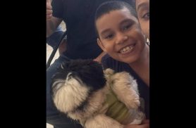 Cachorro Billy desapareceu no bairro Periolo