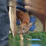 Imagem relativa a Onça-parda é capturada em propriedade rural após desaparecimento de aves no Paraná