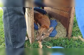 Onça-parda é capturada em propriedade rural após desaparecimento de aves no Paraná