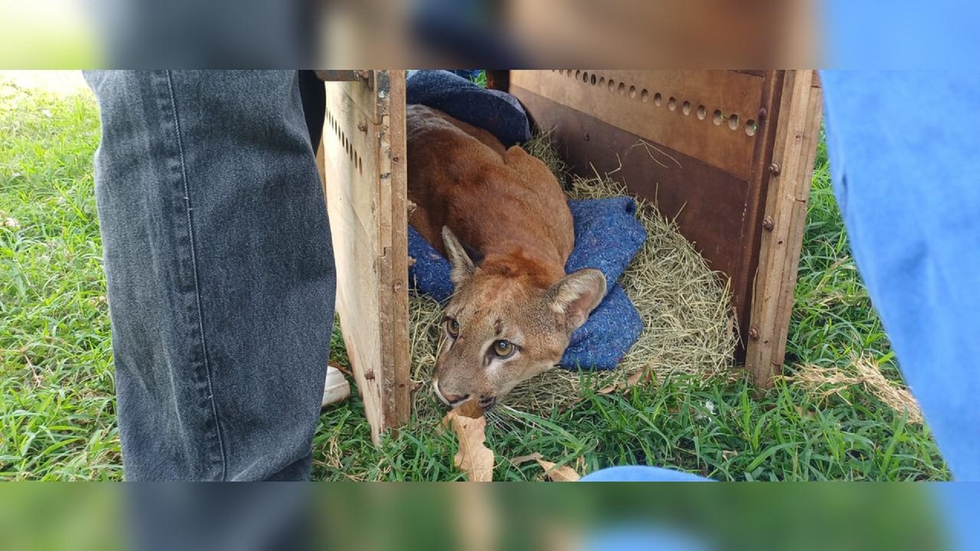 Onça-parda é capturada em propriedade rural após desaparecimento de aves no Paraná