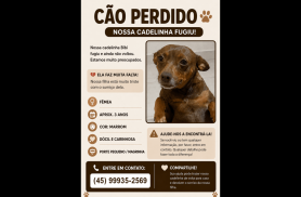 Cachorra Bibi desapareceu no bairro Clarito