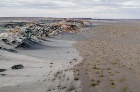 Fungos podem restaurar terras degradadas e combater crise climática