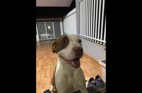 Cachorro Heros desapareceu no bairro Brasília