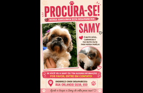 Cachorra Samy desapareceu no bairro Floresta