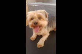 Cachorro Bento desapareceu no bairro Florais do Paraná